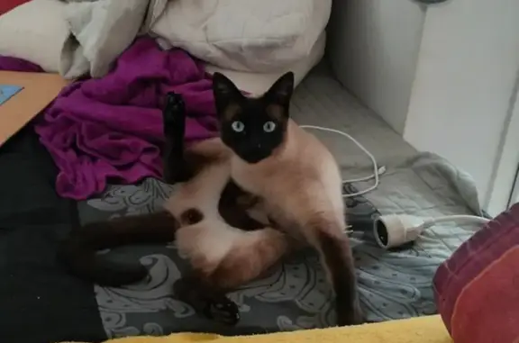 Chat perdu à Aubagne : Mew, 4 ans, tatoué - photo