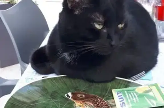 Animaux perdus Abondant, photo: Chatte noire perdue à Abondant