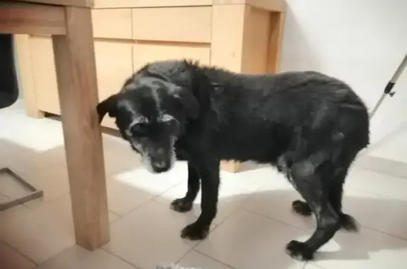 Chien âgé trouvé, recherche propriétaires - photo