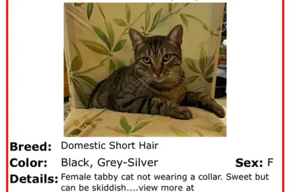 Lost Cat: Grey & Black Stripes, Fayetteville