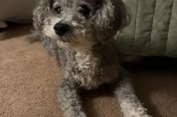 Lost: Sweet 15yr Poodle Mix in Springdale