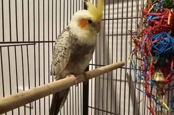 Lost Cockatiel: Yellow & Grey in Kingston