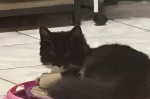 Lost Kitten Alert: Help Find Tot