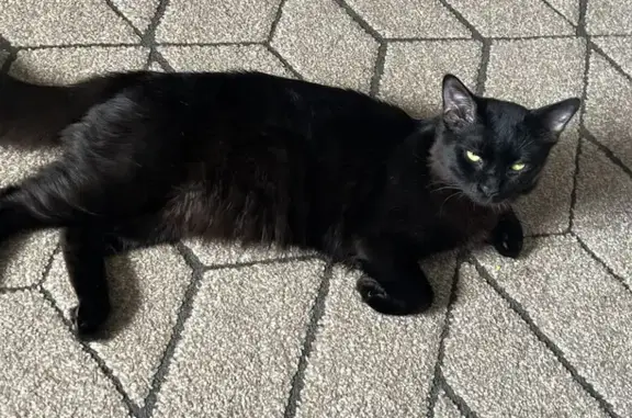 Friendly Fluffy Black Cat Missing!