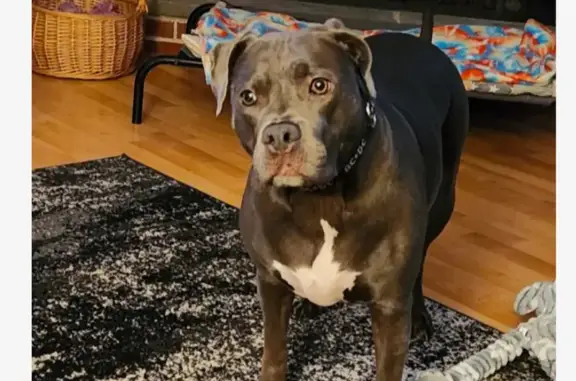 Lost Grey Pitbull: Help Find Phoenix!