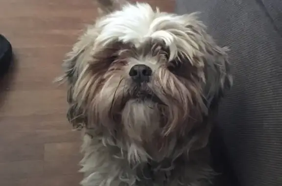 Lost Lhaso Apso: Help Find Duke!