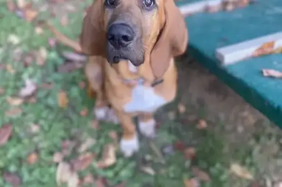 Help Find Our Missing Bloodhound