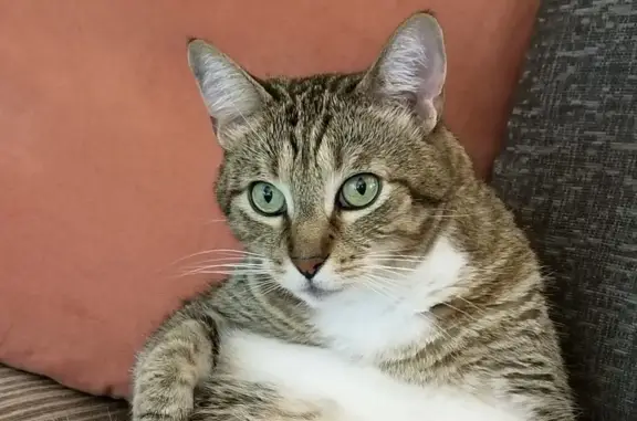 Lost Tabby Marbles in Sweetwater Area!