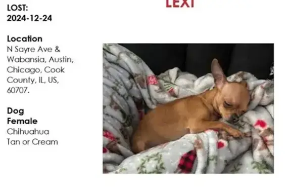 Lost: Tiny Tan Chihuahua in Chicago