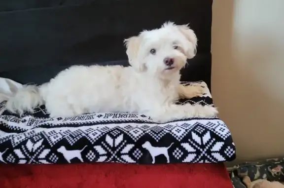 Lost Maltese: White & Brown, Bay Shore