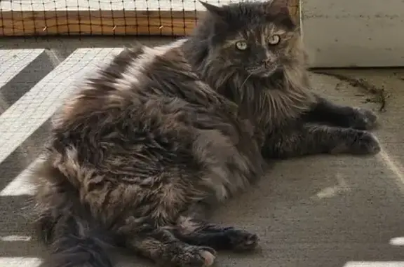 Help Find Gray Torti Cat - Voyage Path