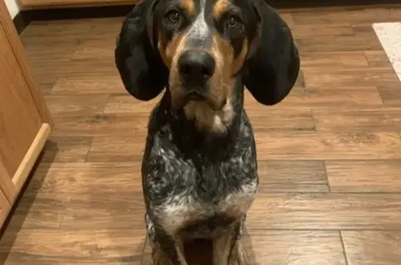 Lost Bluetick Coonhound in Gold Beach