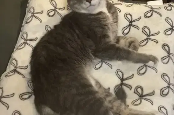 Lost Gray Tabby in East Northport