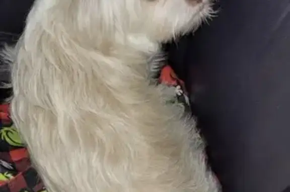 Lost Shih Tzu: $100 Reward in Van Buren