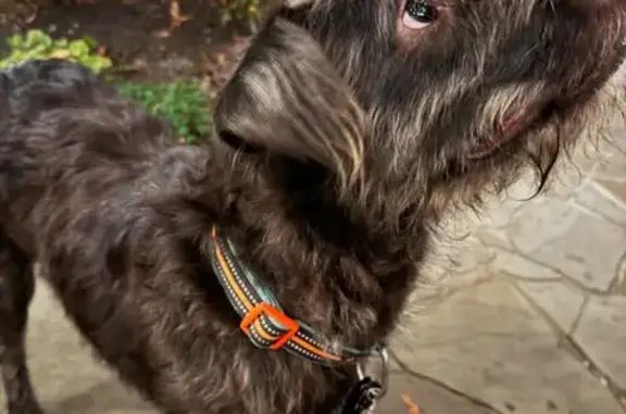 Found: Sweet Black Terrier Mix in Memphis