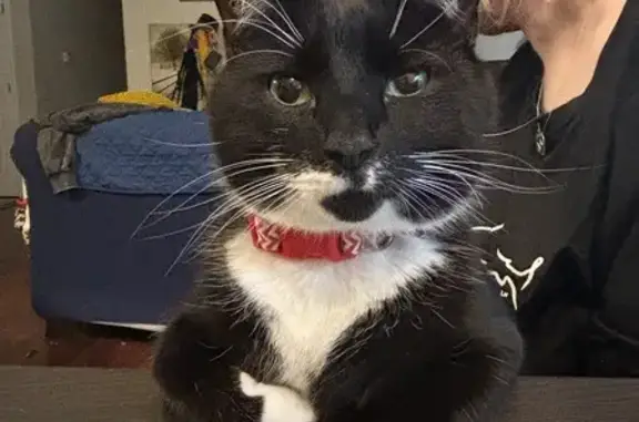 Lost Black & White Cat Needs Meds