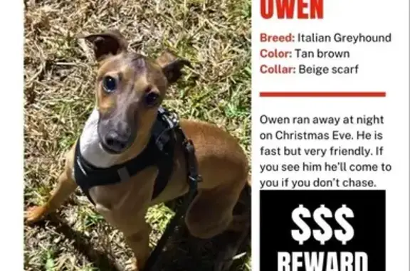 Missing: Owen the Tan Italian Greyhound