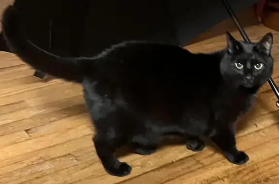 Lost Black Cat: Help Us Find Our Furry Friend!