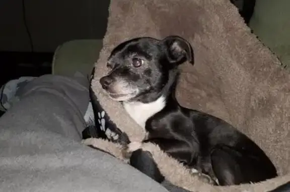 Missing: Male Chihuahua, Lincoln St