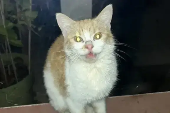 Chat trouvé Mont-de-Marsan, photo: Chat trouvé sur notre terrasse, Mont-de-Marsan