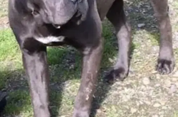 Animaux perdus , photo: Cane Corso gris perdu à Beaumont-de-Lomagne