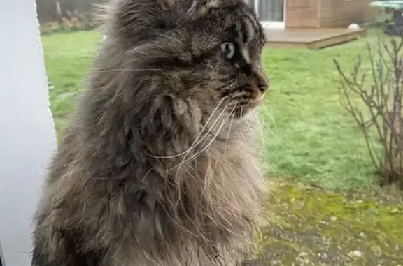 Chat trouvé Sainte-Feyre, photo: Chat Main Coon trouvé à La Chabreyrolle