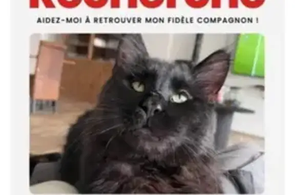 Chat noir Maine Coon perdu à Guines - photo