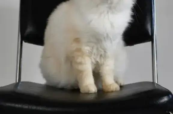 Animaux perdus , photo: Chat sacré de Birmanie perdu à Lacépède