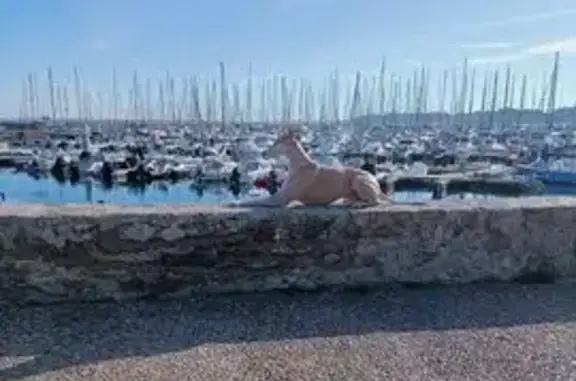 Chien perdu Nantes, photo : Whippet beige perdu Nantes, pucé