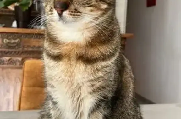 Chat perdu, , photo: Chat tigré gris/marron disparu à Guimaëc