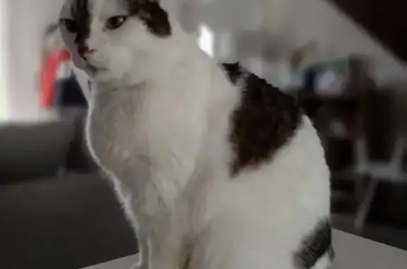 Animaux perdus Montlouis-sur-Loire, photo: Chat européen perdu à Montlouis-sur-Loire