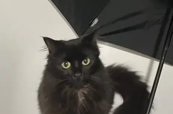 Animaux perdus Villard-de-Lans, photo: Chatte noire perdue à Villard-de-Lans