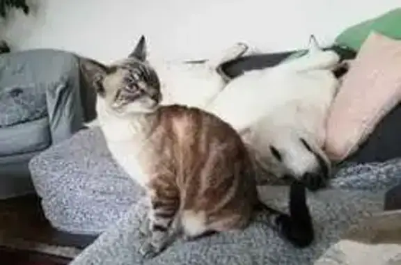 Animaux perdus Guingamp, photo: Chat siamois perdu, tatoué, Guingamp