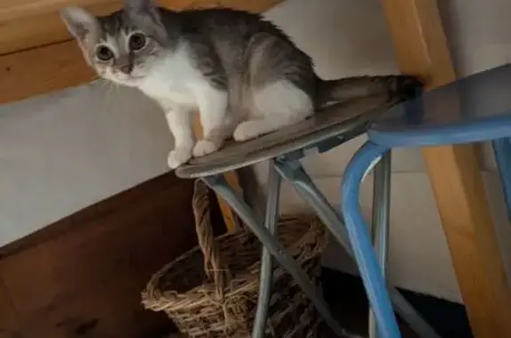 Craquotte, chaton 5 mois perdu à Combloux - photo