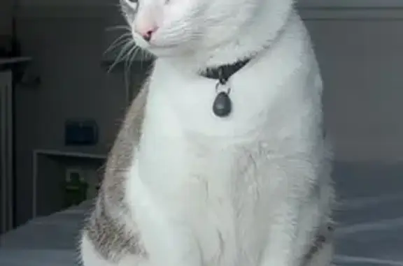 Animaux perdus Trébeurden, photo: Chat blanc/tigré perdu à Trébeurden