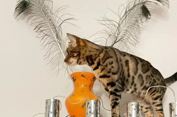 Chatte Bengal perdue à Agneaux - photo