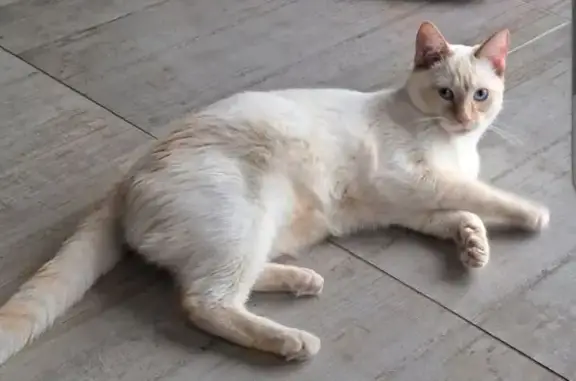Chat perdu, Erdeven, photo: Chat blanc et roux perdu à Erdeven