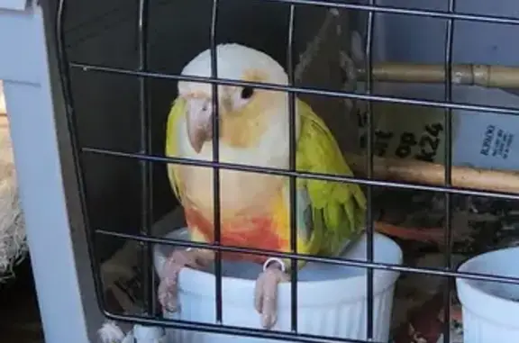 Lost Pineapple Conure: Found i...