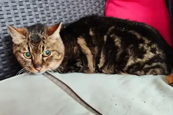 Chat trouvé Nouvelle-Aquitaine, photo: Chat tigré femelle trouvé à Soustons