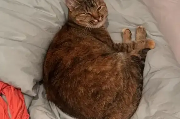 Animaux perdus , photo: Chat tigré roux perdu à Saint-Paul-de-Varces