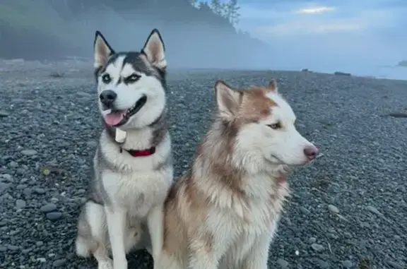 Missing Huskies: Black/White & Brown/White