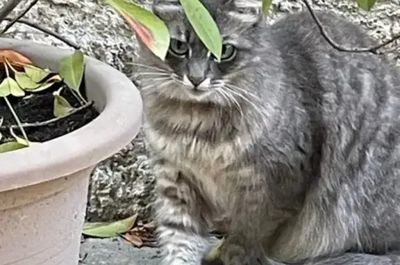 Chat perdu, Carpentras, photo: Chatte angora grise perdue à Carpentras