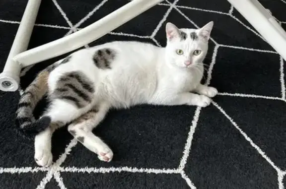 Animaux trouvés , photo: Chat blanc et tigré trouvé à Coussey