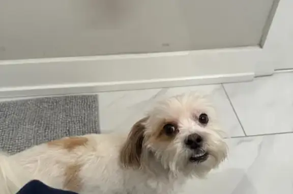 Lost Shitzu Maltese Mix in Atlantic City