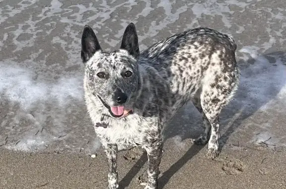 Missing: Injured Blue Heeler in Mooresville