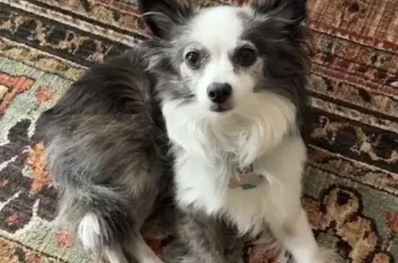 Missing Merle Chihuahua in Cincinnati