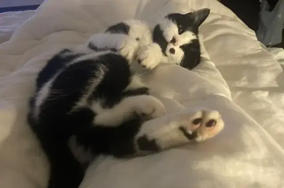 Animaux perdus La Chapelle-sur-Erdre, photo: Chatte blanche/noire disparue à La Chapelle