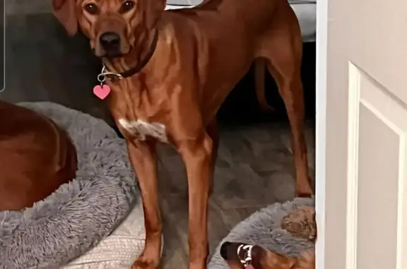 Missing Rhodesian Ridgeback in McAllen