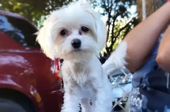 Lost Teacup Maltese in Dallas - Reward!