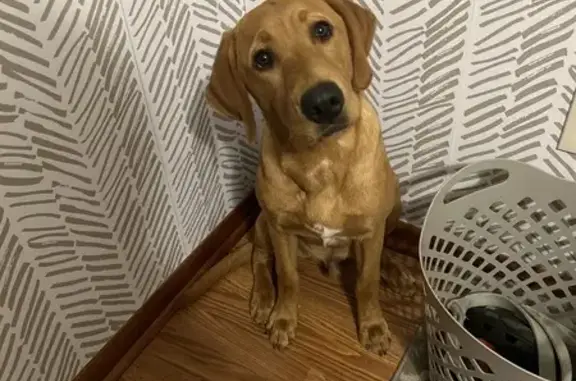 Missing Fox Red Lab & Sister in Groveport